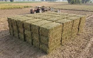 chepas straw (320 x 200 px)