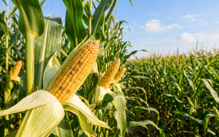 maize (320 x 200 px)