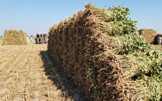 peaunut straw (320 x 200 px)