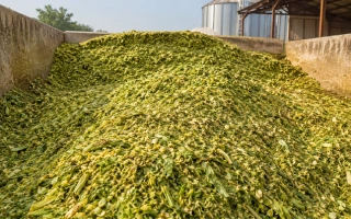 Corn Silage