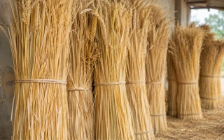Long Straw