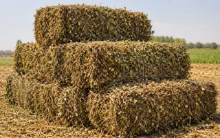 Peanut Straw