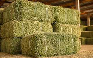 Rhode Grass