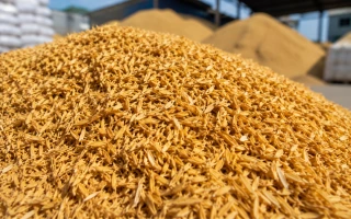 Rice Husk