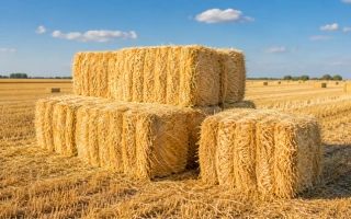 Wheat Straw